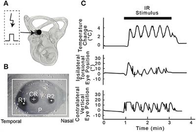 Pulsed Infrared Stimulation of Vertical Semicircular Canals Evokes Cardiovascular Changes in the Rat